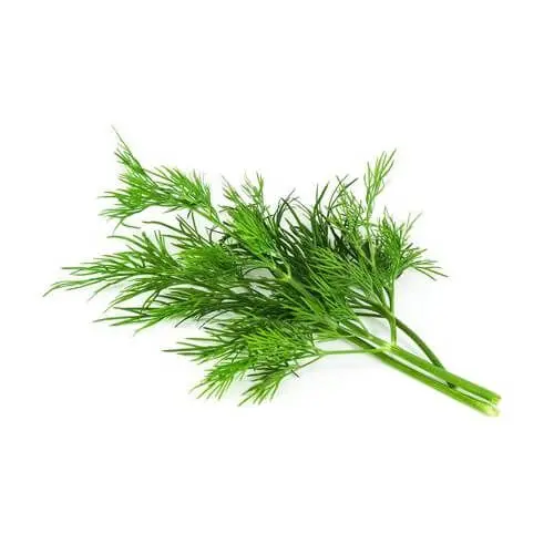 Dill Leaves 100g UAE